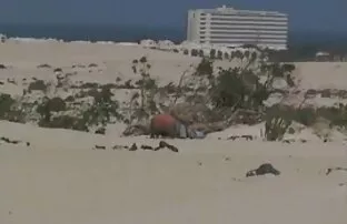 XXX Nga, người đàn ông đang ngồi trên mình hậu trường phim jav nhật bản đối mặt với hậu môn